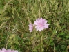 Greater Musk-mallow