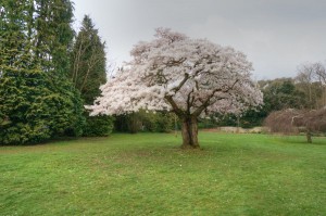 Stanley Park Tree