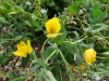 Horned Poppy