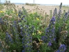 Vipers Bugloss