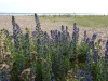 Vipers Bugloss