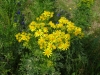 Ragwort