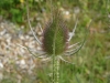 Teasel