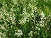 Upright Hedge-bedstraw