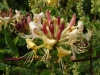 Honeysuckle