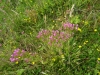 Common Centaury