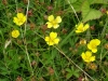 Creeping Cinquefoil