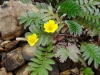 Silverweed