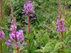 Rosebay Willowherb