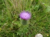 Spear Thistle