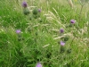 Spear Thistle