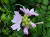 Musk Mallow