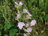 Musk Mallow