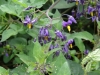 Woody Nightshade