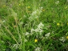 Upright Hedge-bedstraw