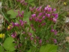 Centaury