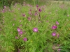 Great Hairy Willowherb