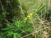 Agrimony