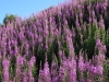 Rosebay Willowherb