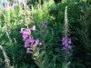 Rosebay Willowherb July 2016 28