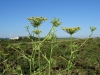 Wild Fennel