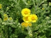 Common Fleabane