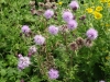 Canada Thistle