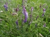 Bird Vetch