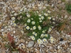 Sea Mayweed