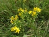 Common Saint-john's-wort