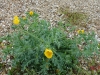 Horned Poppy