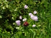 Pink Garlic