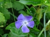 Bigleaf Periwinkle