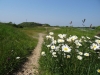 Oxeye Daisy