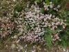 English Stonecrop