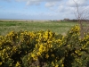 Gorse