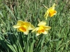 Daffodils