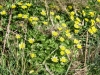 Lesser Celandine