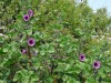 Tree-Mallow