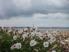 Sea Campion