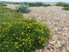 Bird's Foot Trefoil