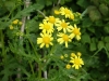 Oxford Ragwort