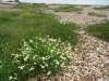 Sea Campion