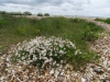 Sea Campion