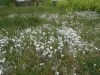 Snow-in-Summer