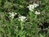 Hoary Cress