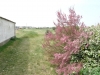 Small Flowered Tamarisk