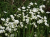 Greater Stitchwort or Addersmeat