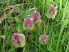 Red Dead Nettle