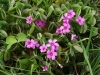 Flowering Shamrock